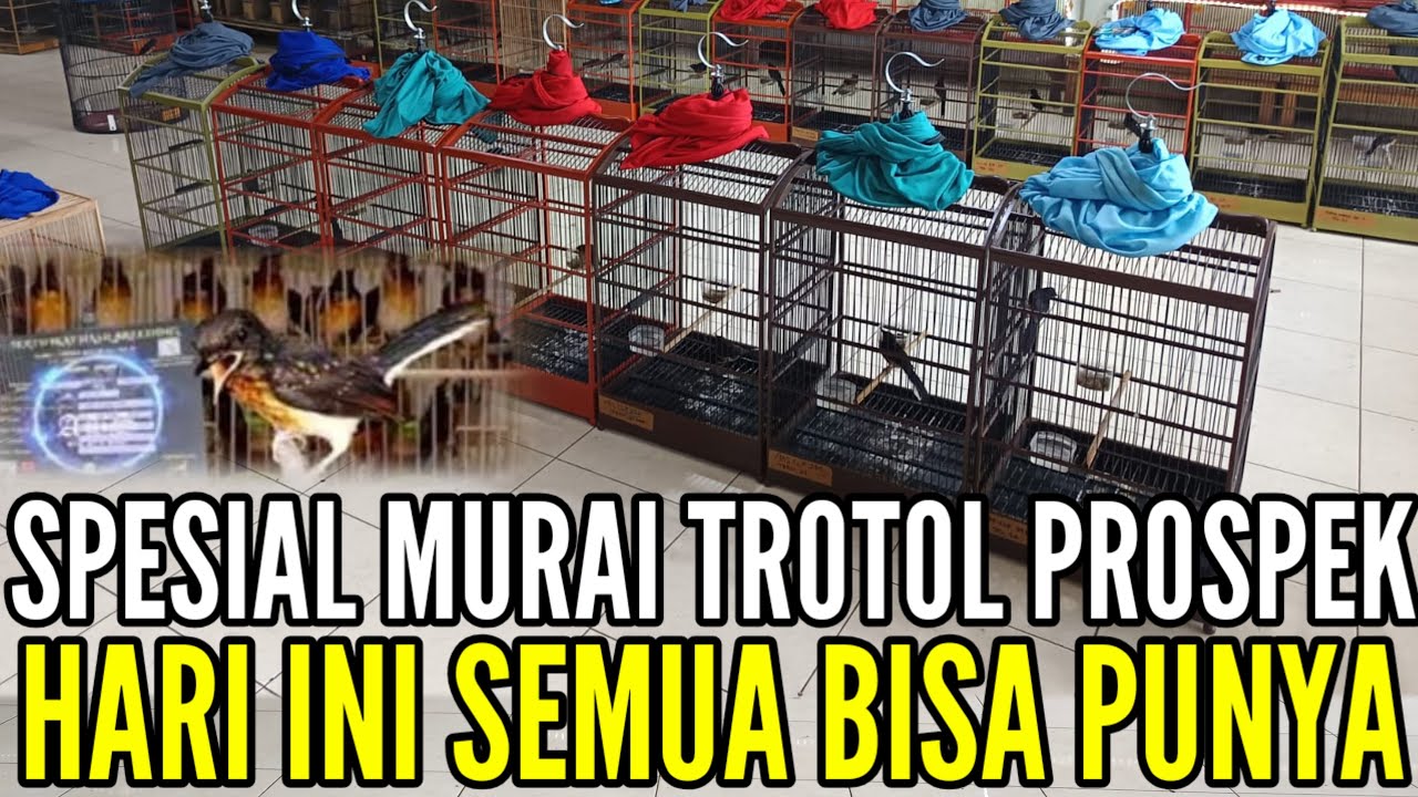 🔴 GEBYARR PROMO PUNCAK CUCI GUDANG SAMPAI HABIS 0838-7553-6945
