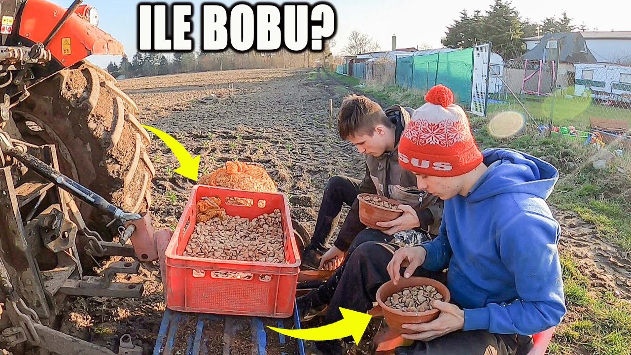 Ręczne sianie BOBU! Brat pomaga :) Ursus c382 mikrodawid dż