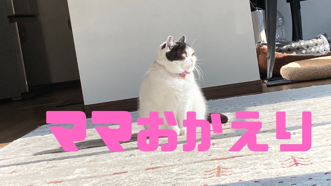 パート主婦帰宅後のわんにゃんとコミュニケーション