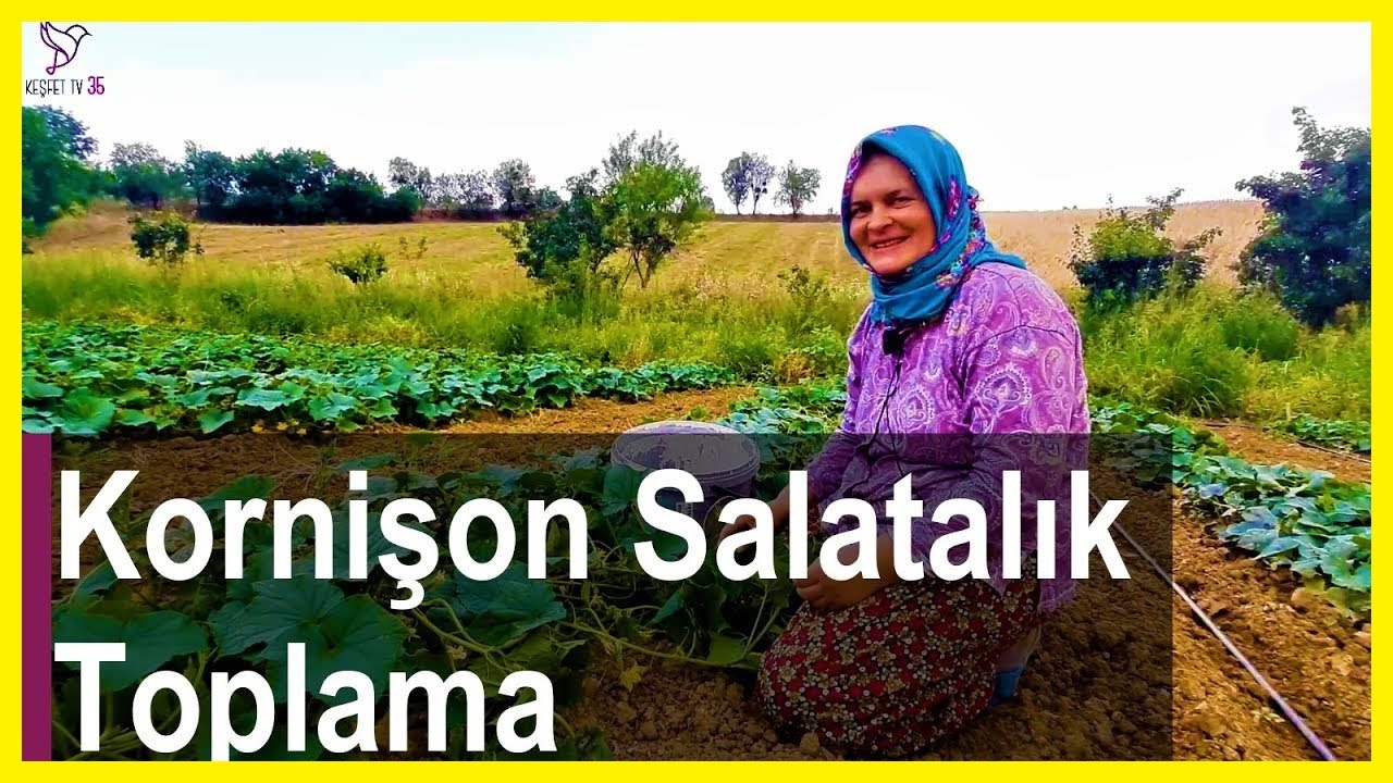 KORNİŞON SALATALIK NASIL TOPLANIR? | TURŞULUK SALATA (HIYAR)