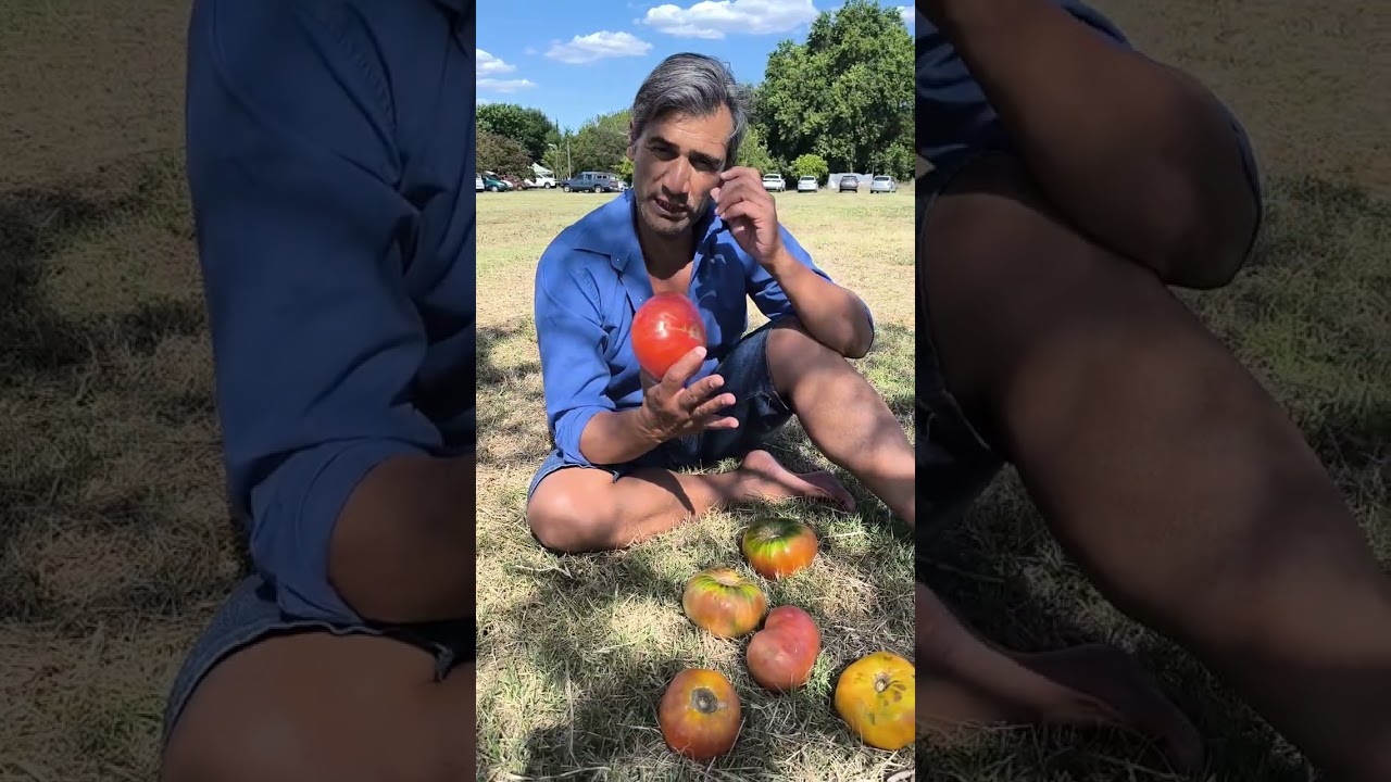 El Tomate Platense. Genética que logró sobrevivir al avance de la Biotecnología. La Plata. Bs As
