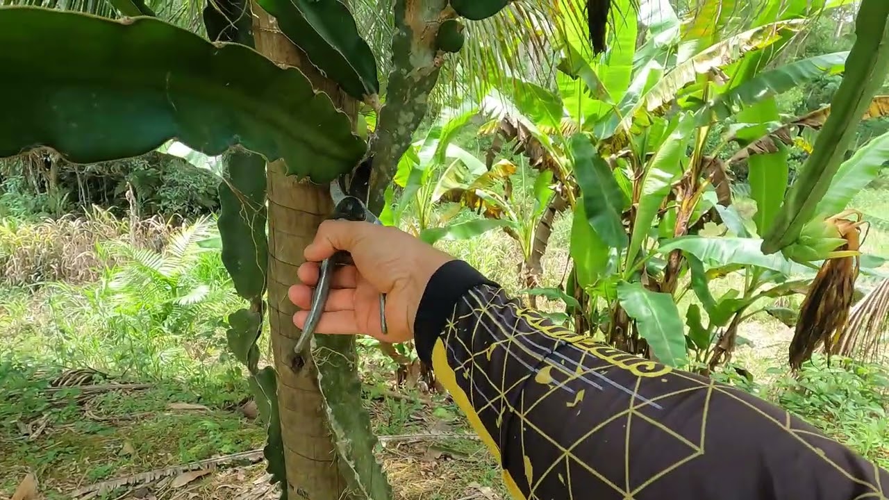 Poda da Pitaya
