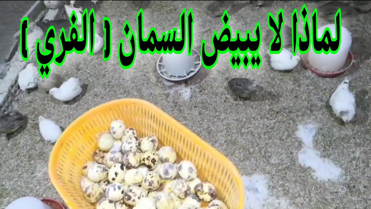 لماذا لا يبيض السمان / أسباب تأخير السمان في البيض