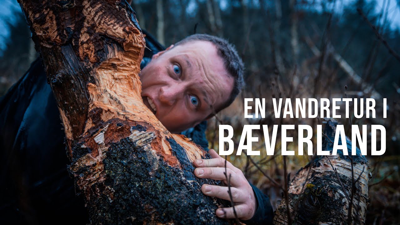 Jeg finder BÆVEREN i Klosterheden Plantage