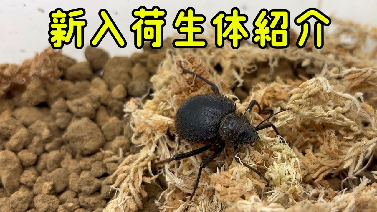 【新入荷】1月10日新入荷生体のご紹介