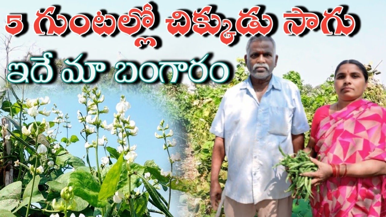 చిక్కుడు మా బంగారం/తప్పక వేస్తాం/Broad beans farming in telugu 