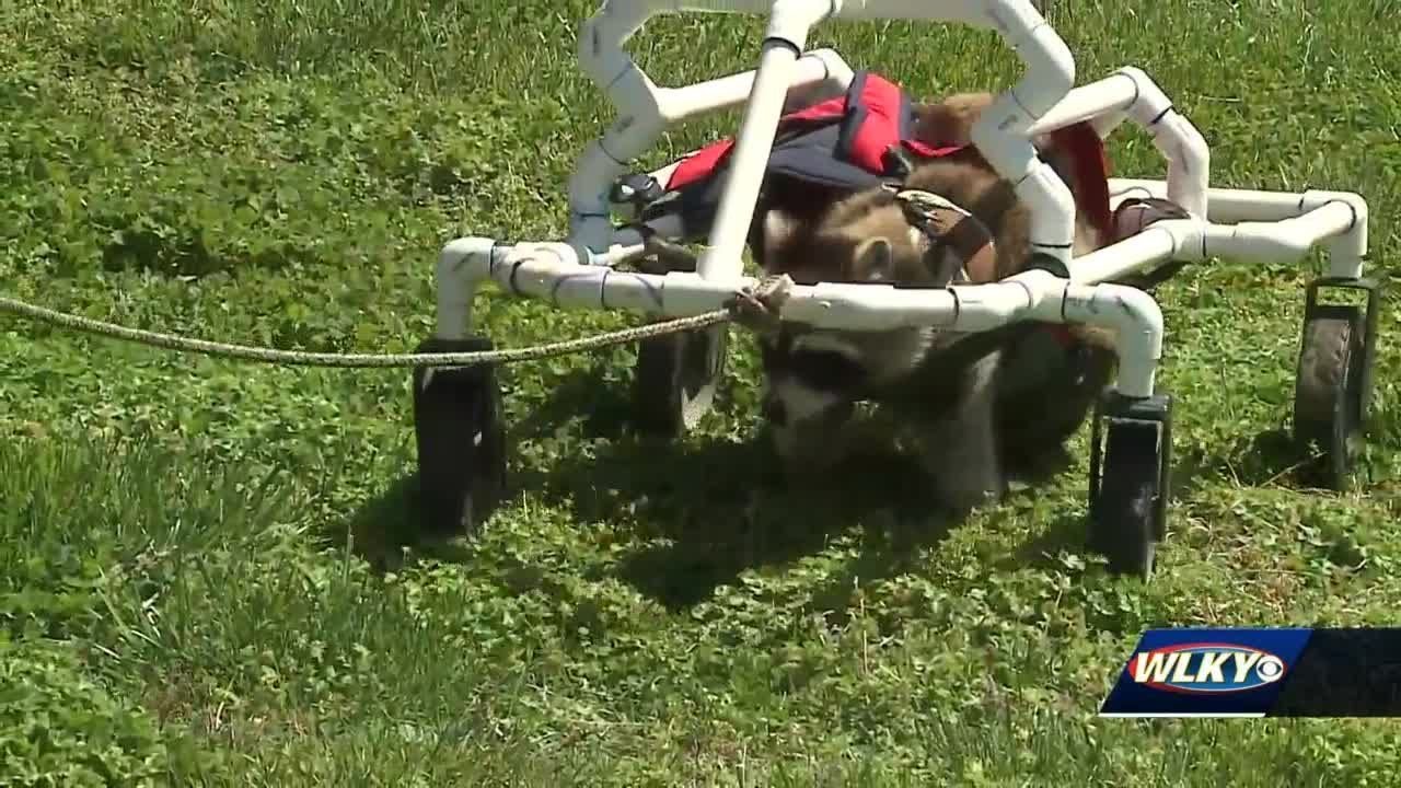 Central Hardin students design walker for disabled raccoon at wildlife sanctuary
