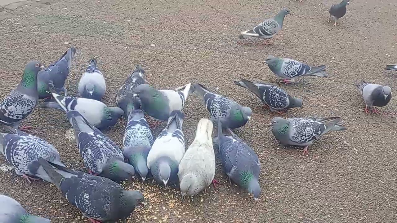 Pigeons Walton Vale Part Four 