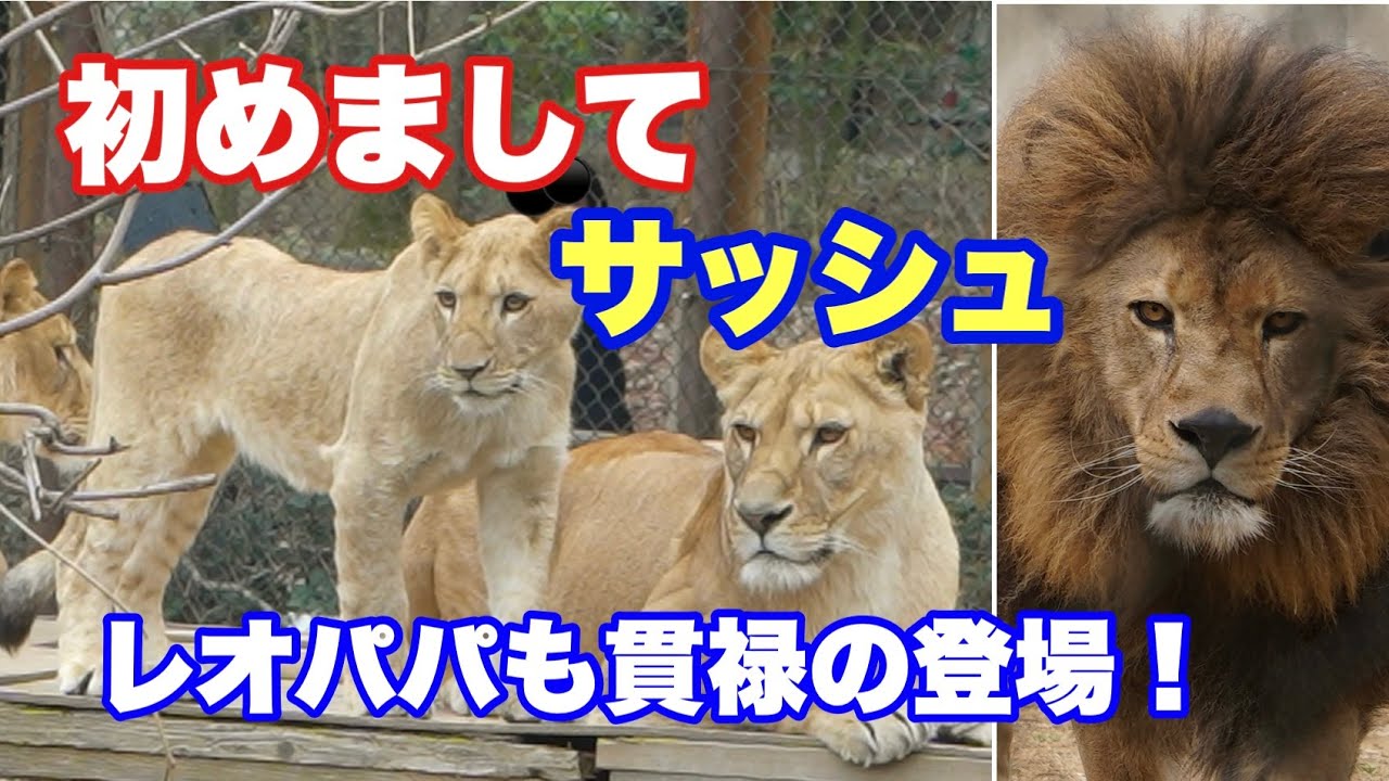 やっと会えたサッシュちゃん❣️レオパパの登場シーンもあるよ〜