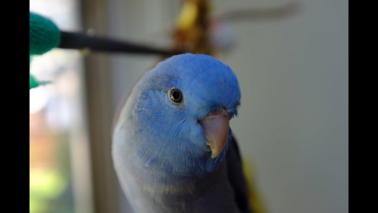 Astro swears at popsicle