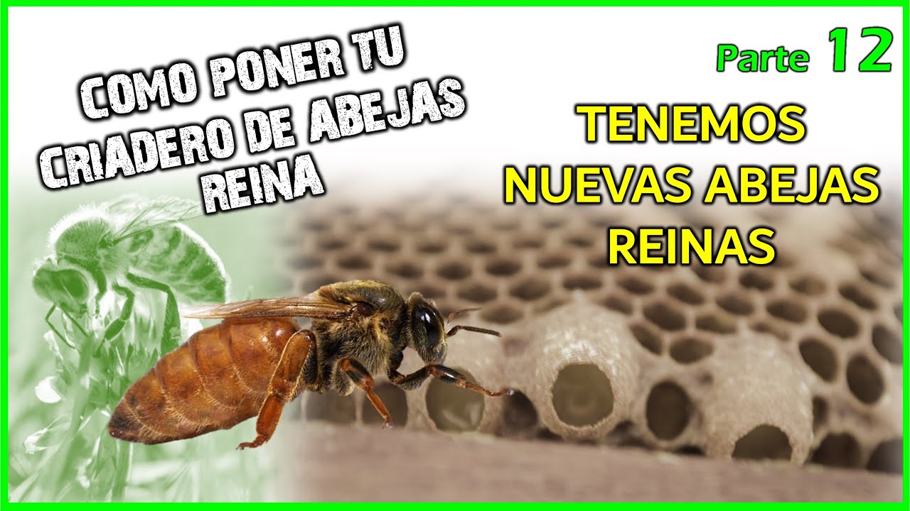 ✔️COMO PONER UN CRIADERO DE ABEJAS REINA 🔸Parte 12 | 👉 RESULTADO DE NUESTRA CRIA DE ABEJAS REINAS🐝