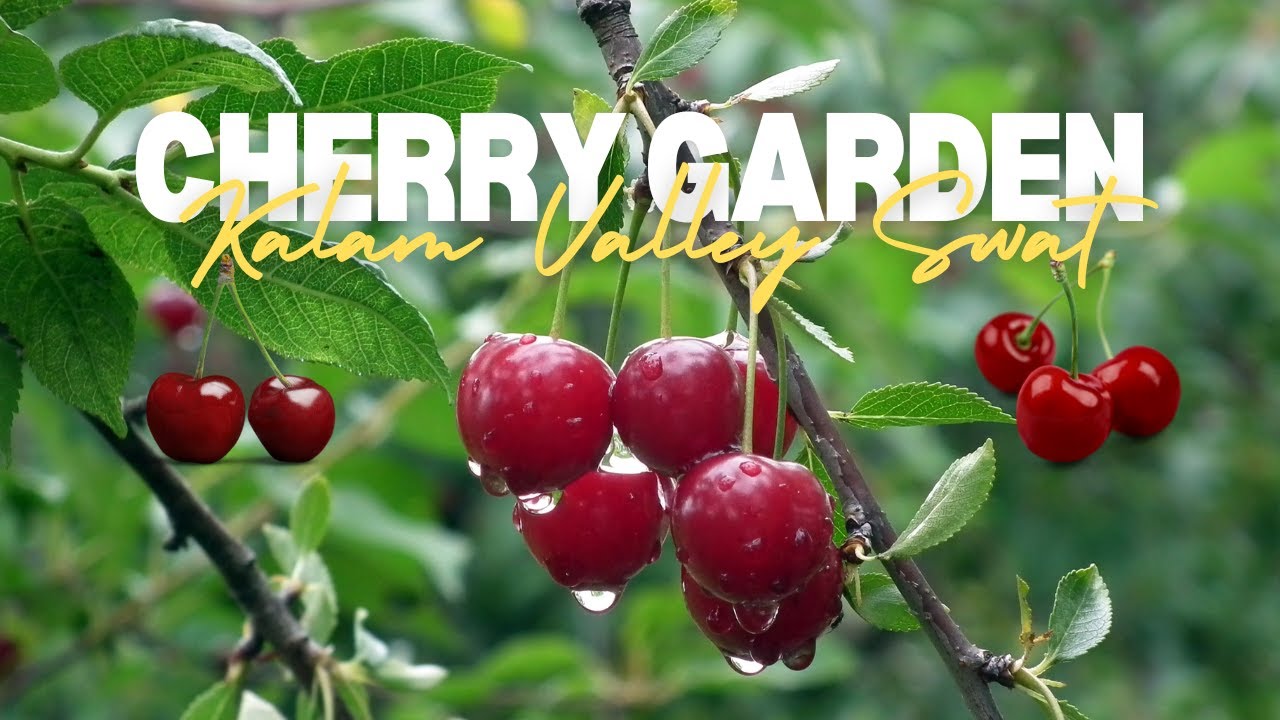 Discovering the Hidden Beauty of cherry gardens in kalam valley swat
