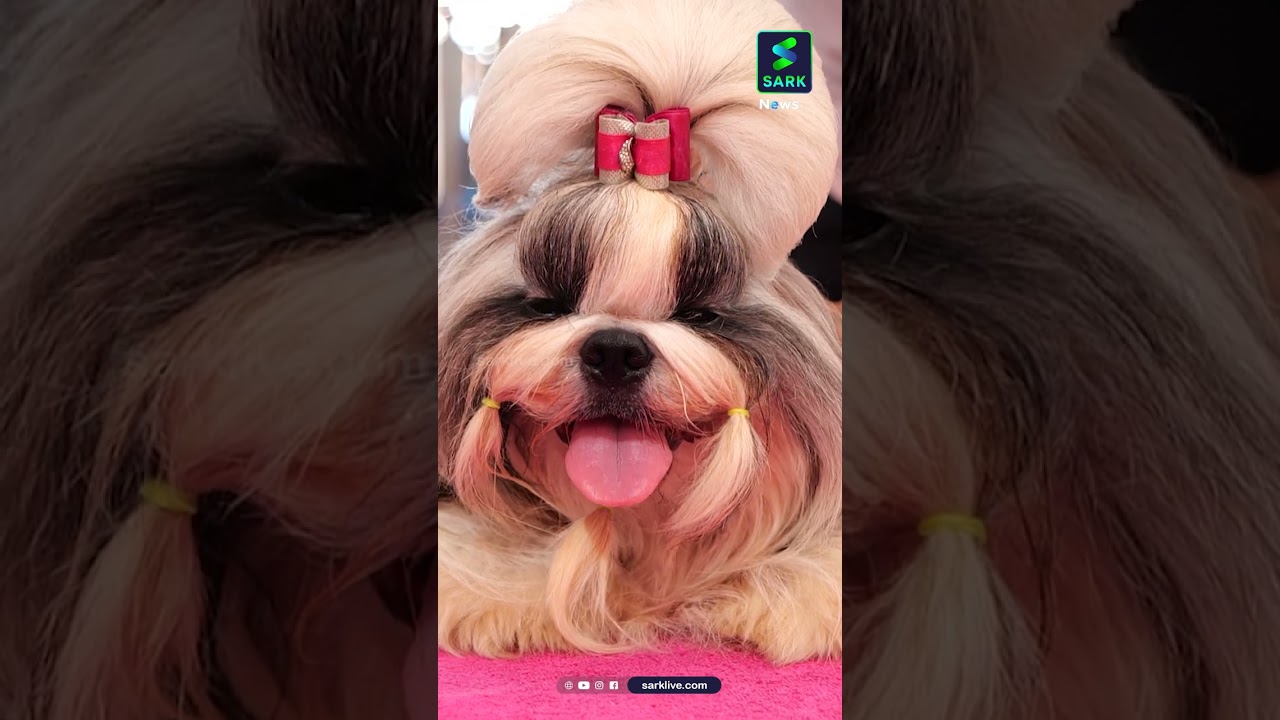 CUTE DOGS | Sark News