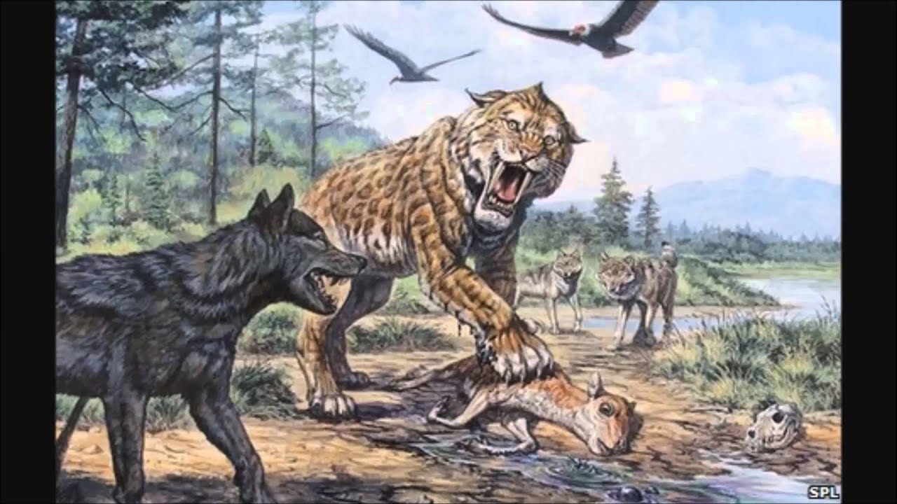 tribute to sabre tooth tiger (Smilodon fatalis) tigre dente de sabre.
