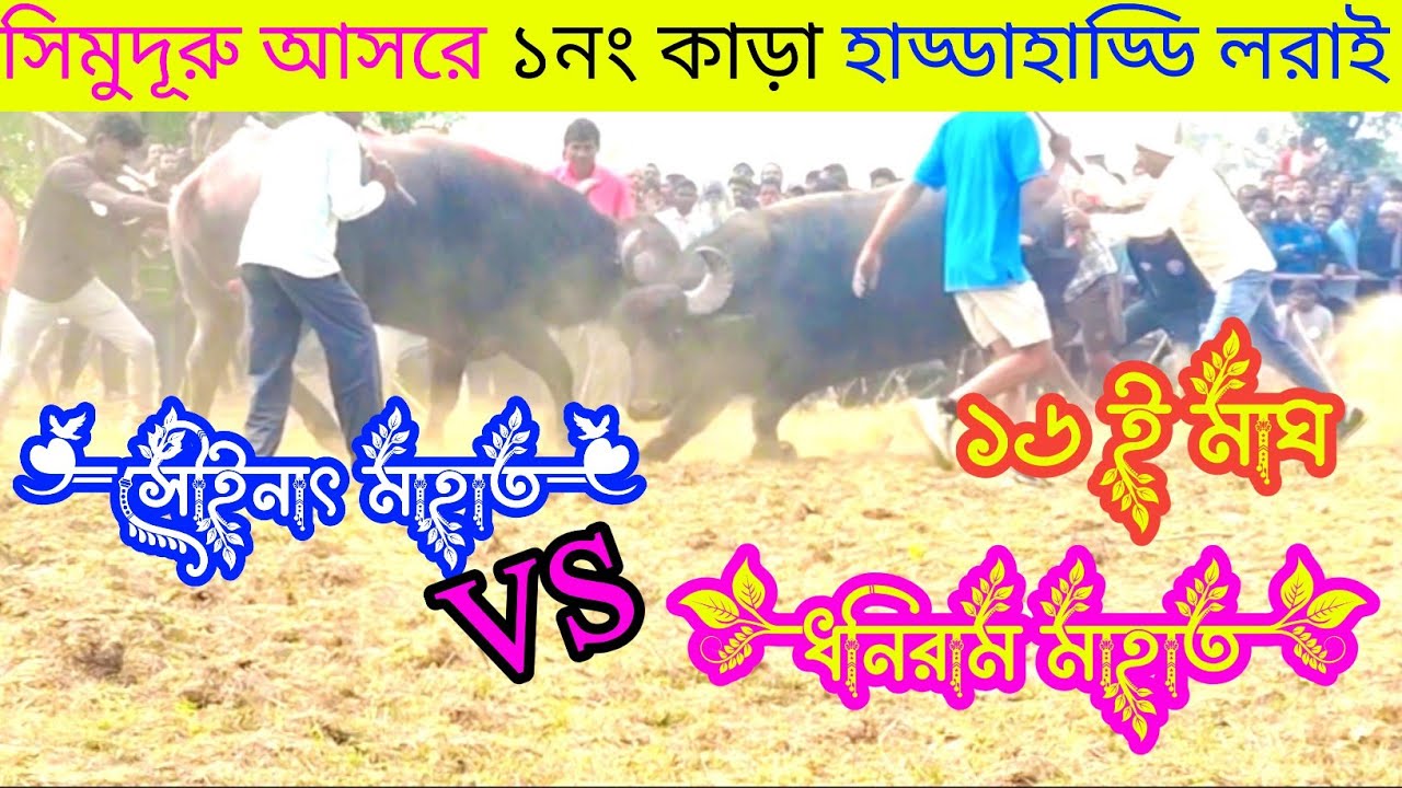 ১৬ ই মাঘ সিমুদূরু আসরে ১নং কাড়া খেলা সৌইনাৎ মাহাত VS ধনিরাম মাহাত #karalorai #karaloraidancekaralor