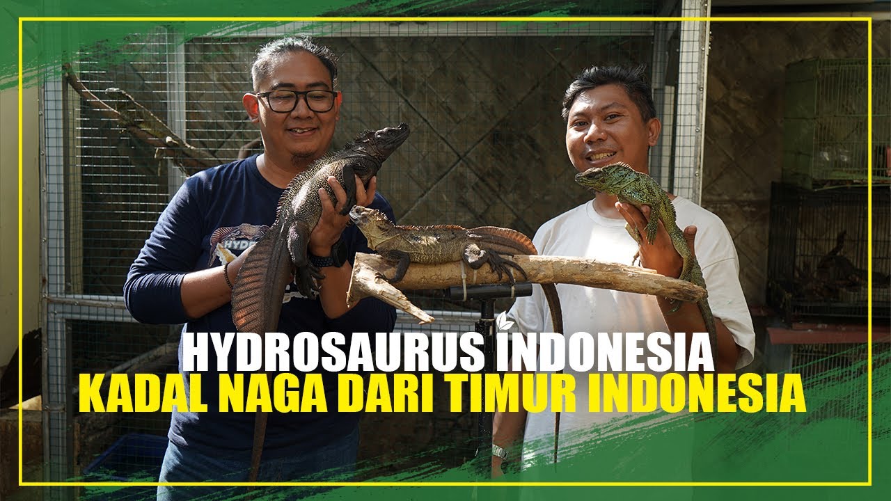 Hydrosaurus Naga Asli Dari Timur Indonesia