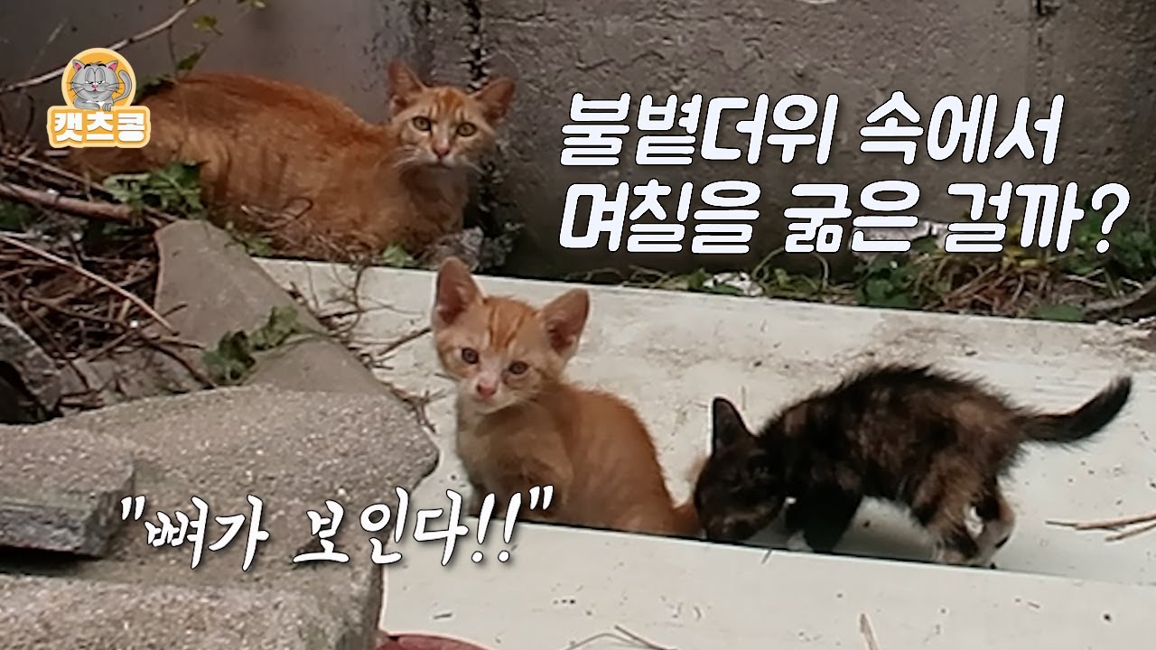폐기물 더미에서 발견된 새끼고양이들과 깡마른 어미는 얼마나 굶은 걸까? 매일 밥배달 같이해요
