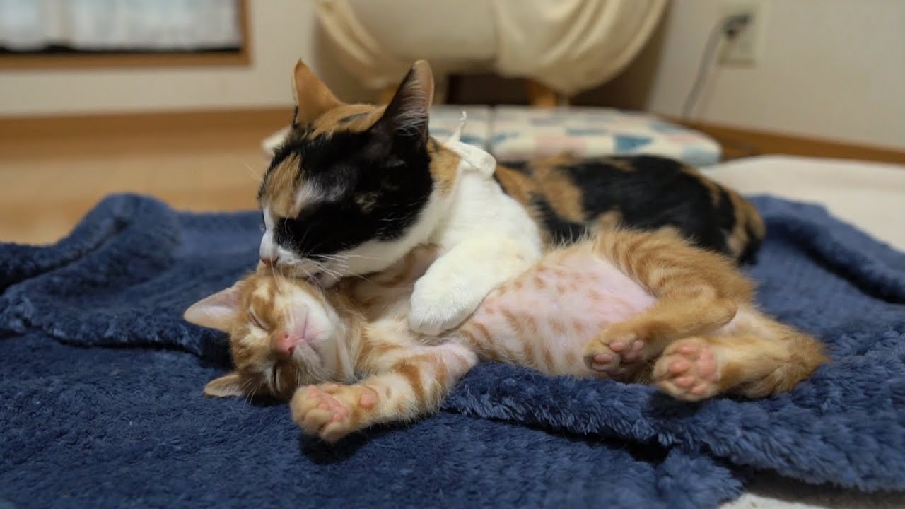 姉猫からのグルーミングで猫エンジンが全開になる子猫たち