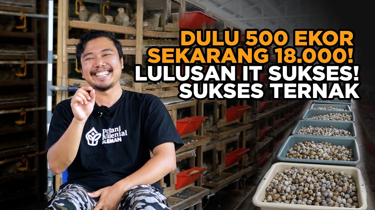 Lulusan IT Ternak Burung Puyuh Mulai 500 Ekor Kini 18 000 Ekor Burung Puyuh