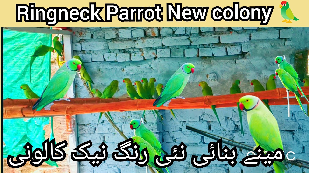 New Ringneck Parrot Breeding Colony Ready | Dekhein Mera Setup! | Ringneck Pair Breeding Setup 2025