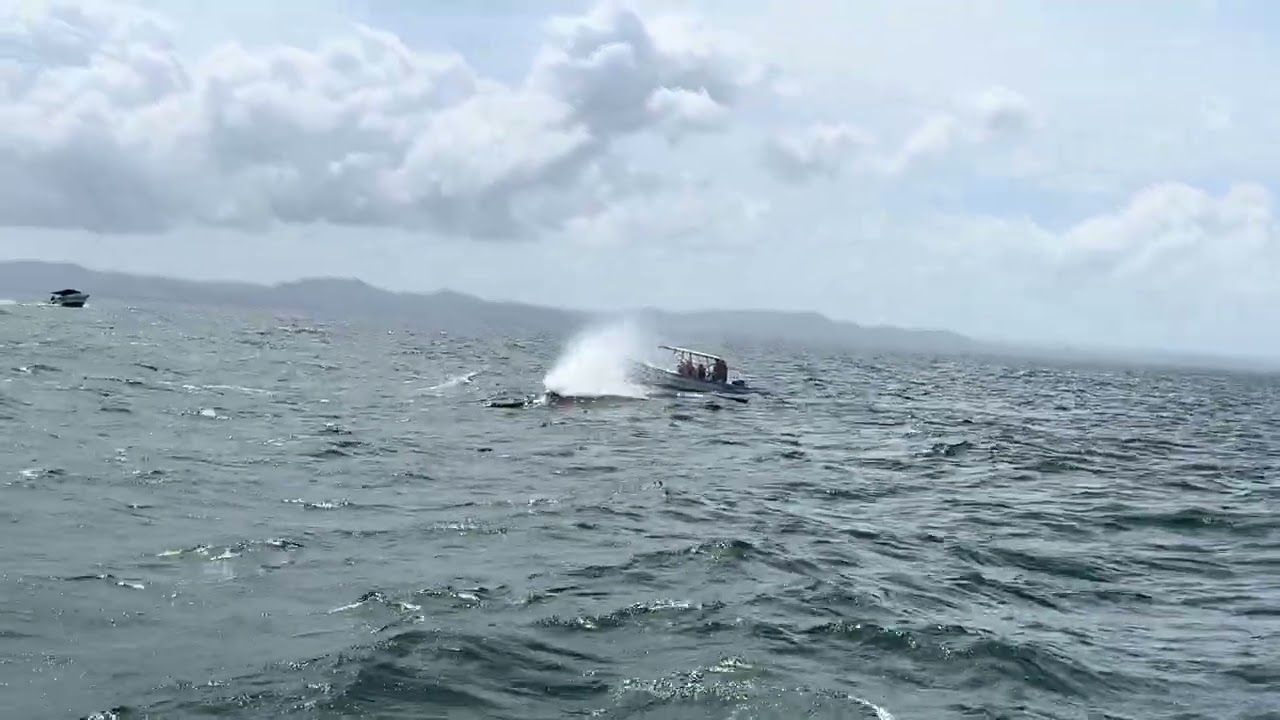 Humpback whales .. first time seeing them so close! Check it out. After min 1.02 .  Beautiful vibes!