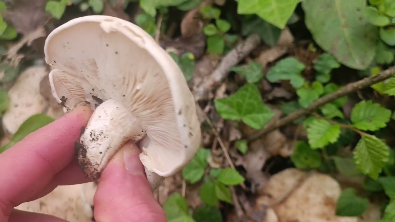 Biotope à Morilles Calocybe Gambosa 🍴🍴🍴 (07/04/2024)