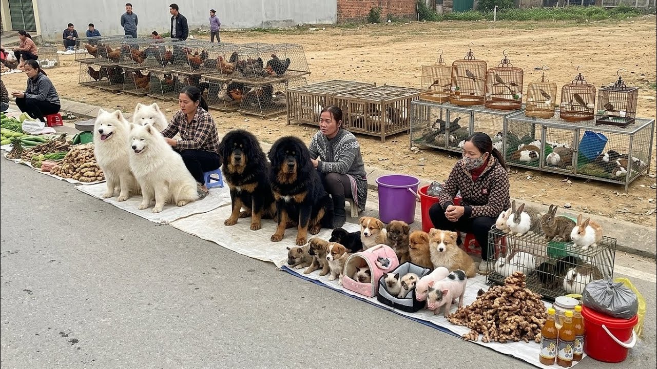 What&rsquo;s Inside a Famous Animal Market in Vietnam?