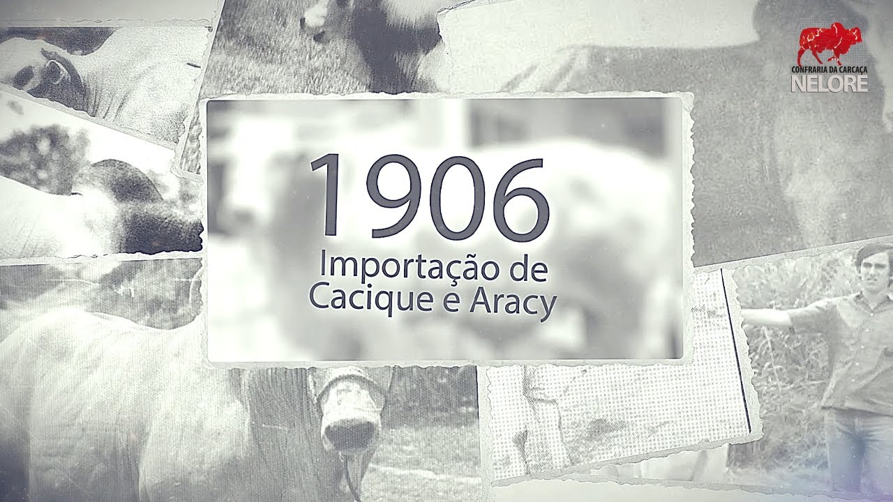 Nelore Linhagem Baiana