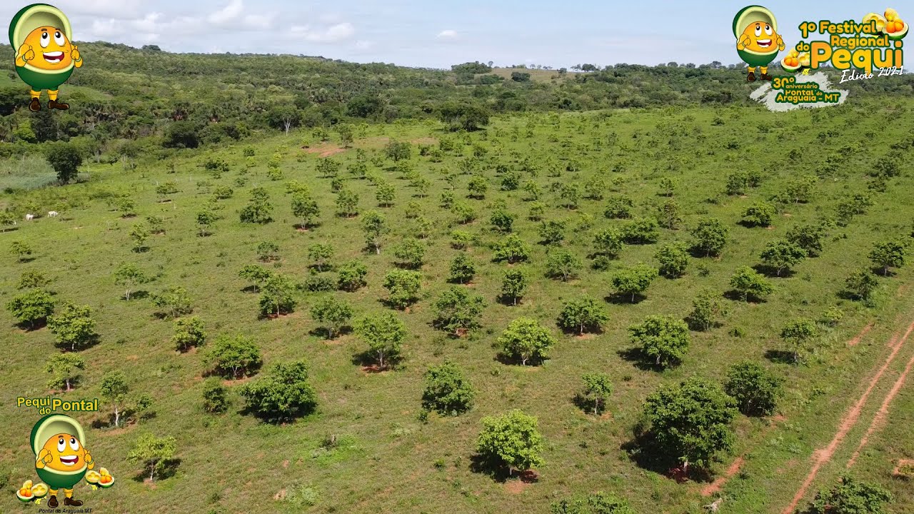 Produtor rural de Pontal do Araguaia, explica como conseguiu plantar mais de 13000 mil pés de pequi.