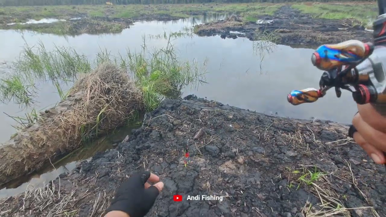 Spot Sawit Penuh Banjir