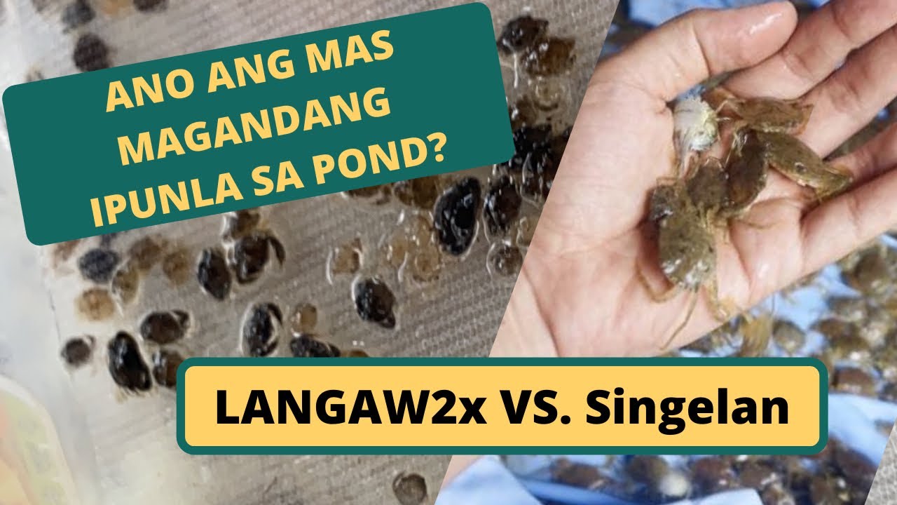 LANGAW o SINGELAN? Alamin kung ano ang mas mainam itambog sa pond.