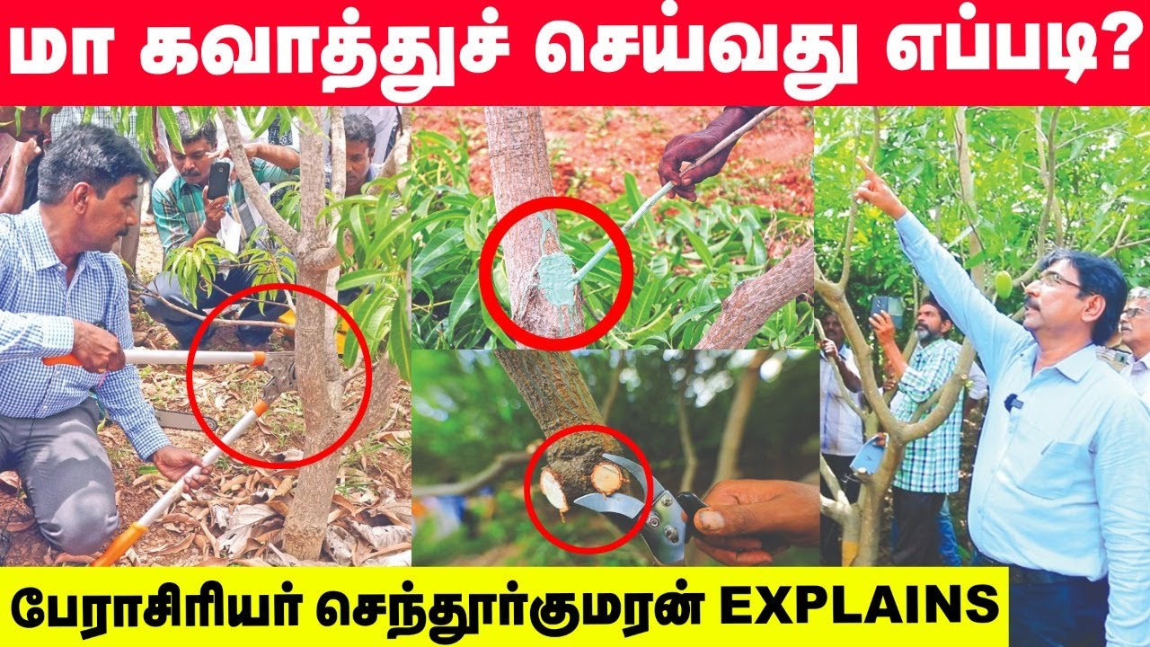 Best way to prune a mango tree | மா கவாத்தில் செய்யக் கூடாத தவறுகள் | Senthurkumaran Explains