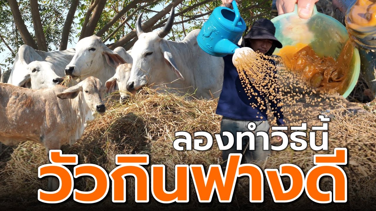 วัวกินฟางดีมาก ลองทำวิธีนี้ ❓