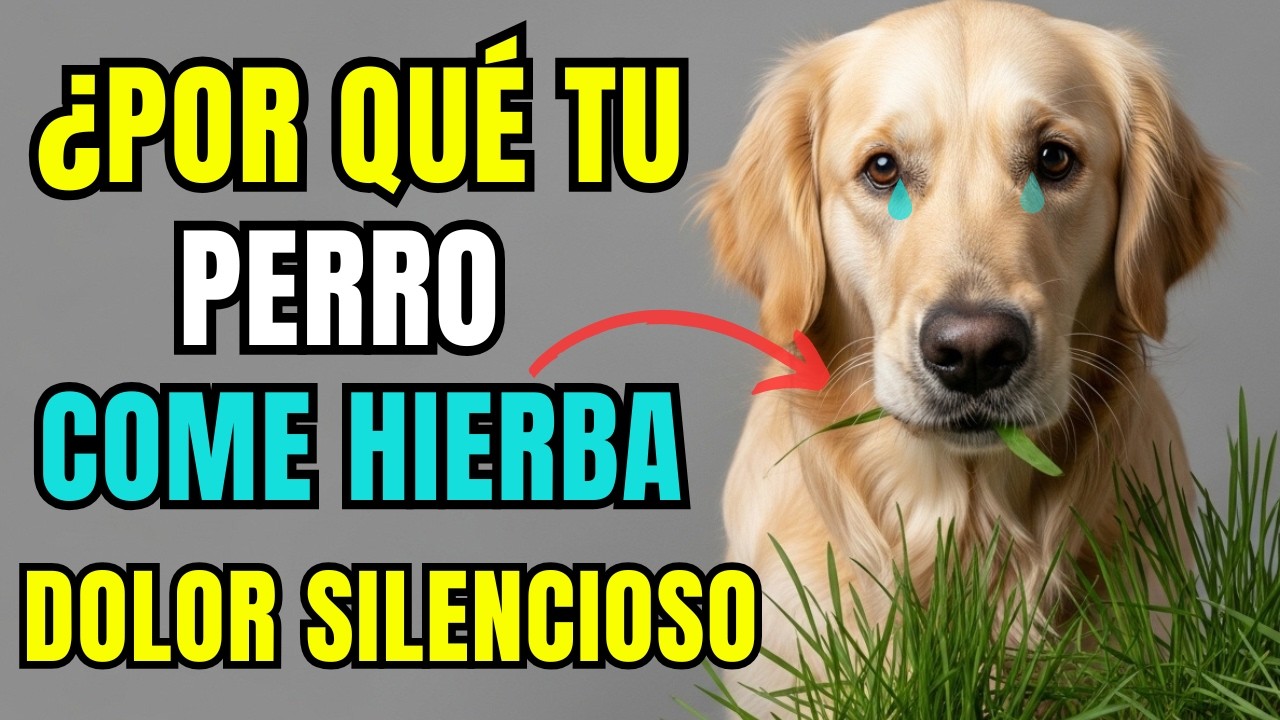 ¿Por Qué Mi Perro Come Hierba? No Es Lo Que Crees