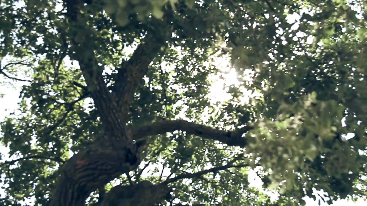 Inspira | Focs i brases (Videoclip: Lyona)