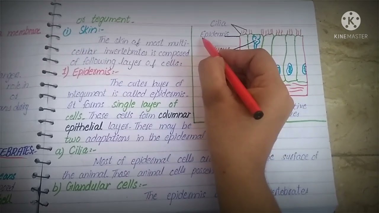 The integumentary system of invertebrates #Zoology
