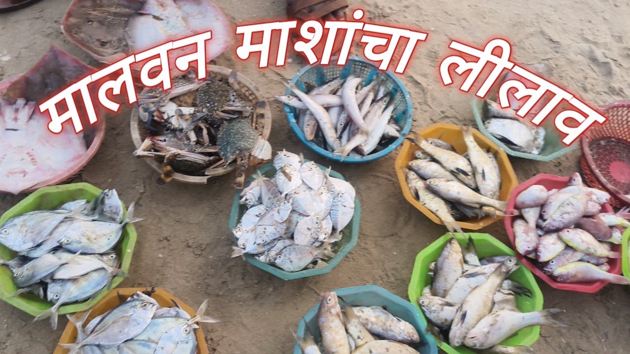 मालवन माशांचा लीलाव