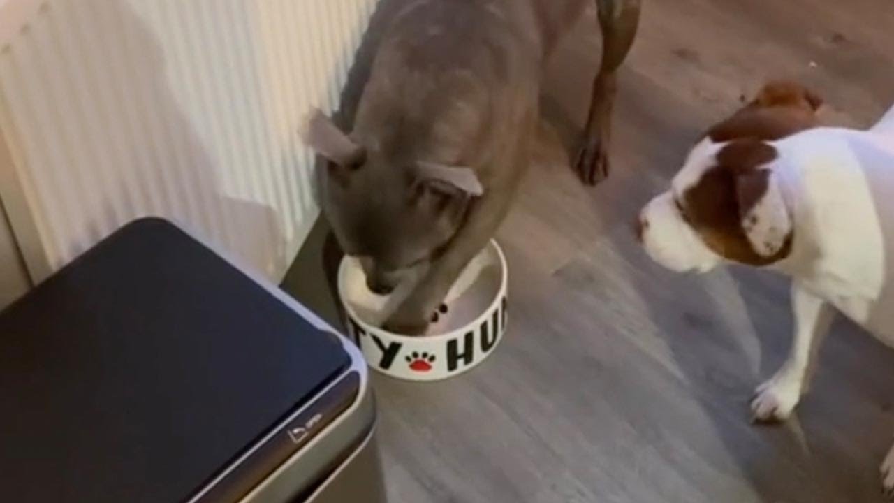 Hungry Dog Gets Agitated Waiting For His Dinner // PAWSOME PETS