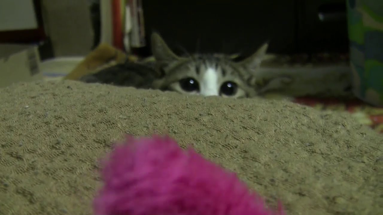 140928 猫じゃらし