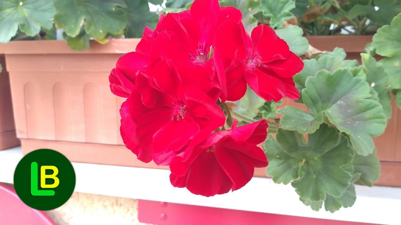Kako sačuvati mu&scaron;katle preko zime