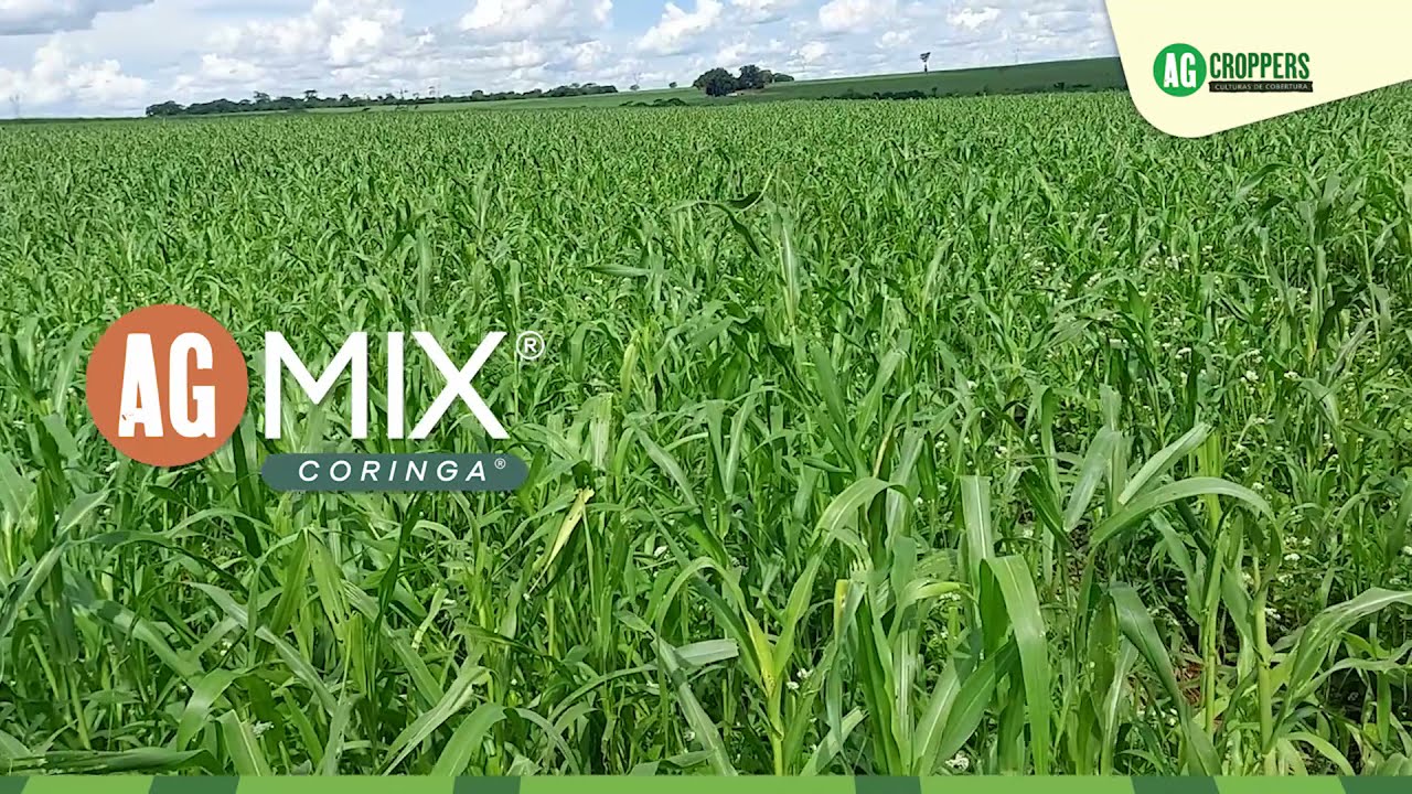 ✅O EQUILÍBRIO PERFEITO DE AG MIX CORINGA✅