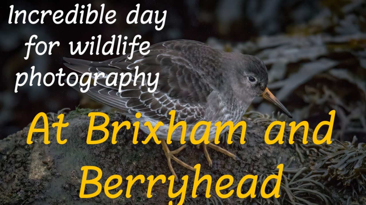Amazing day for wildlife down Brixham and berryhead
