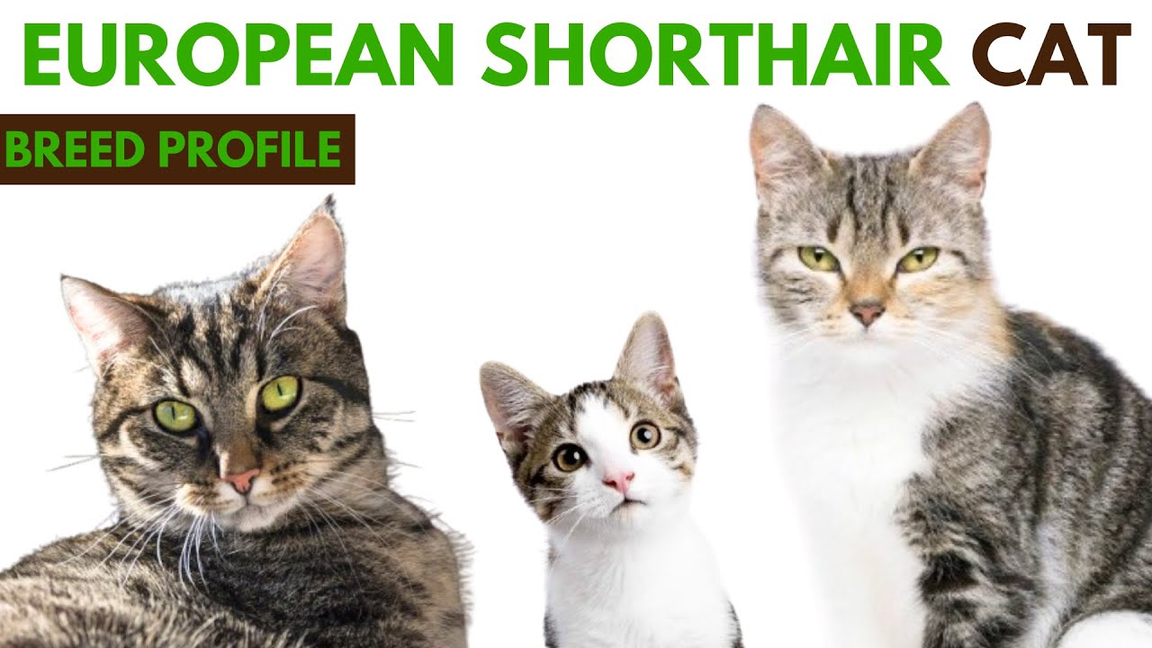 European Shorthair Cat Breed Profile History - Traits - Price - European Shorthair Cat Grooming Need