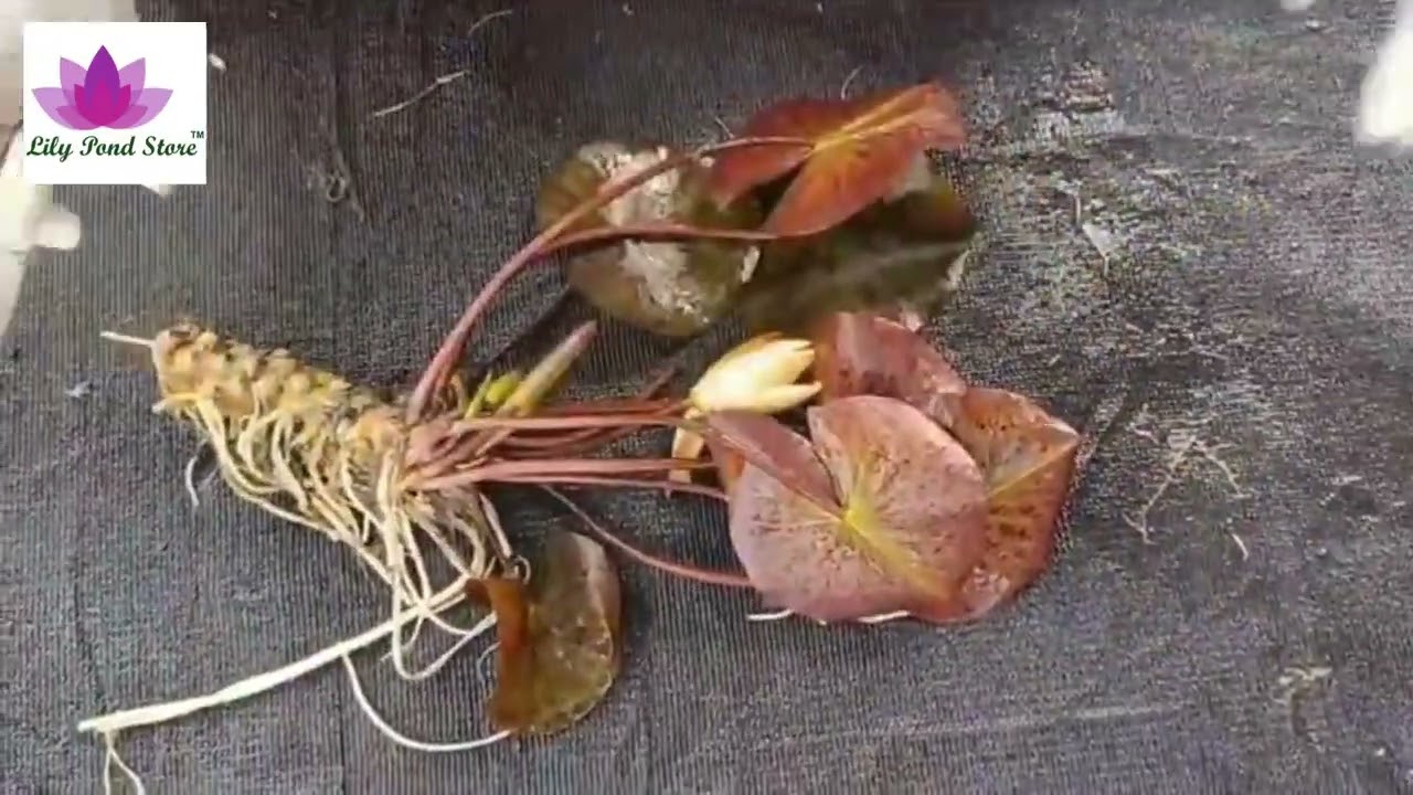 This is how we uproot & pack our hardy waterlilies. Mature plants. Healthy rhizomes. #lilypondstore