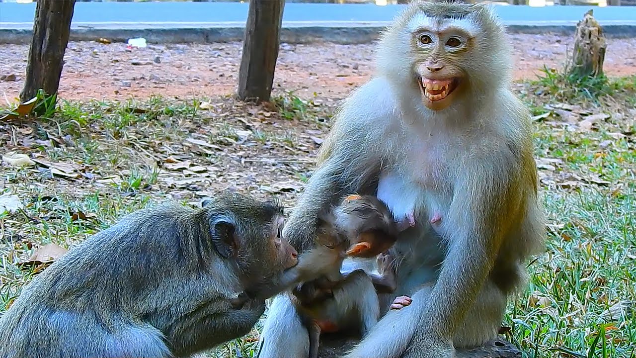 Rose tries to protect her baby Rina from Alpha Monkey in Amber Group