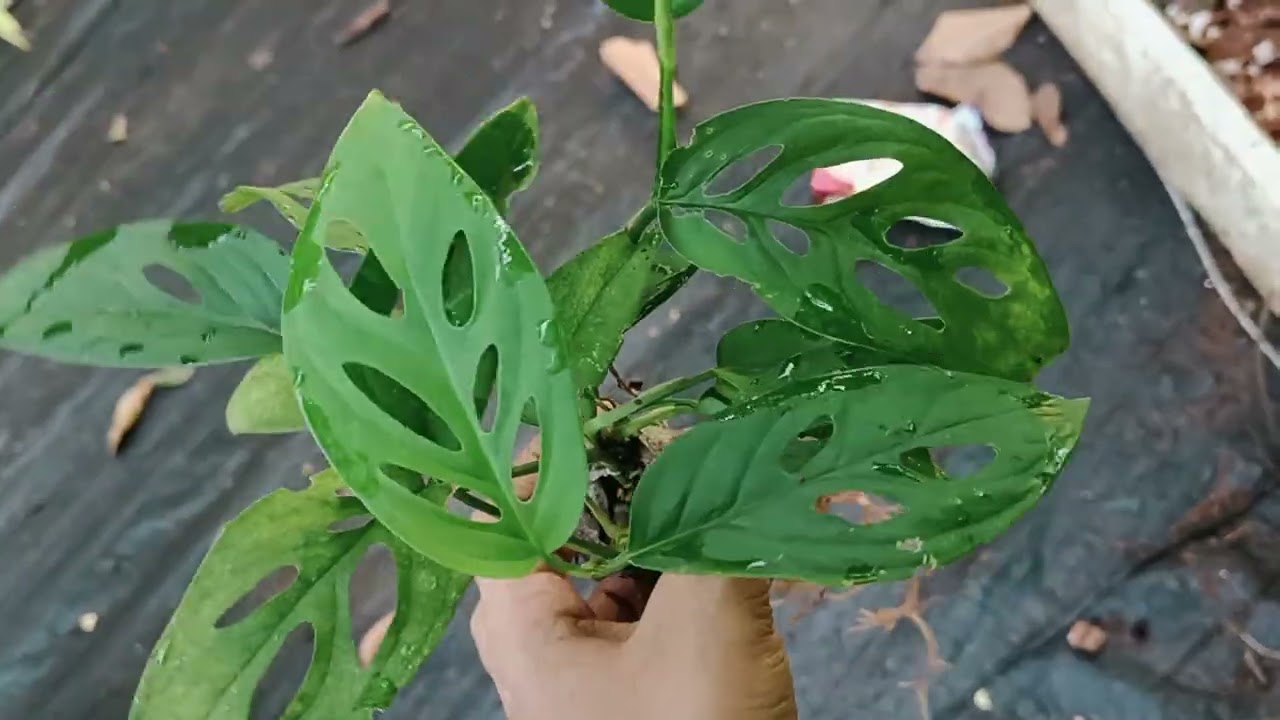 കുറഞ്ഞ വിലയിൽ പ്ലാന്റ് വില്പനക്ക് 9207746484