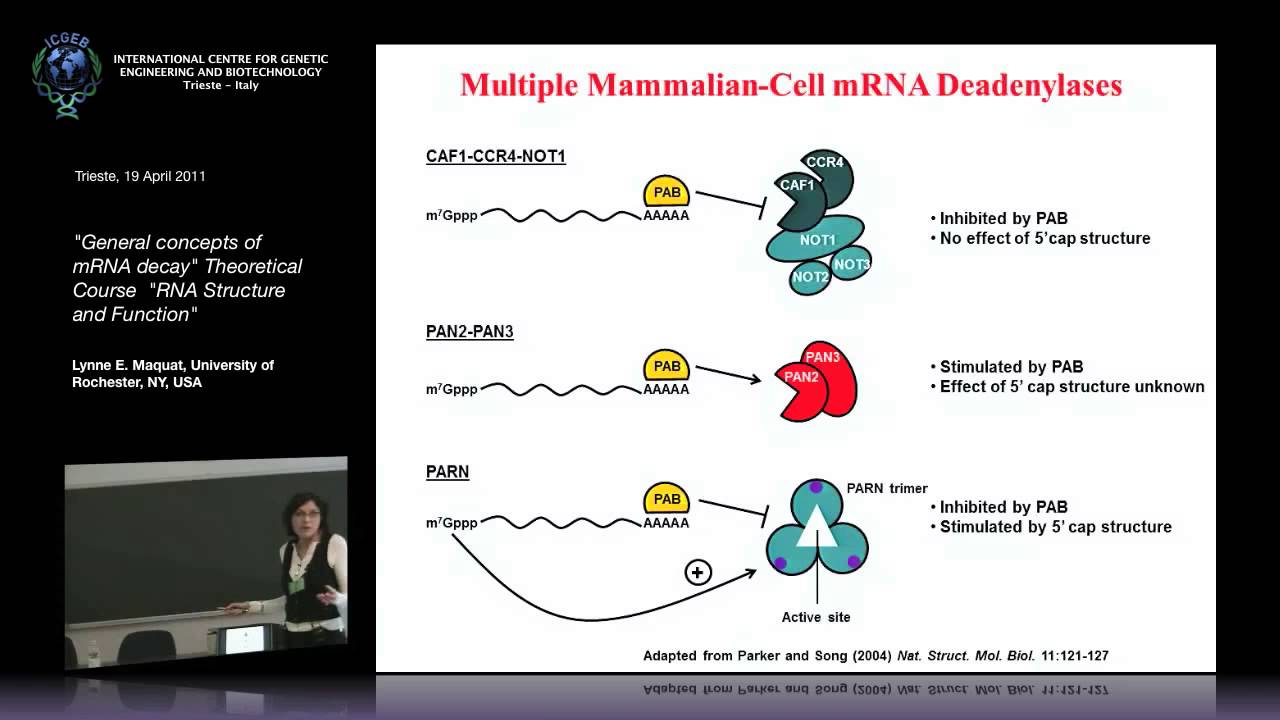 L. E. Maquat - General concepts of mRNA decay