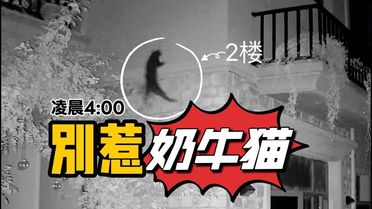 奶牛猫是一种什么犟种生物？