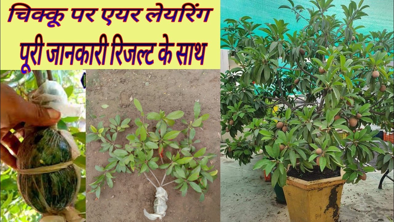 Air layering salodilla tree complet method चीकू को एयर लेयरिंग कैसे तैयार करें