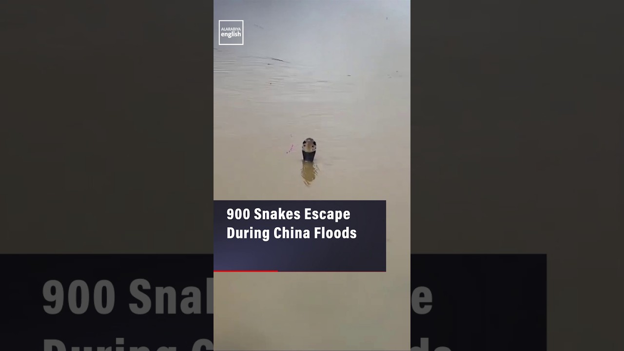 900 Snakes Escape During China Floods